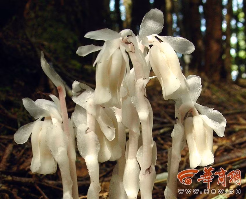 Nó là loài lan thủy tinh hay còn có tên gọi tiếng Anh là Ghostskin. Trong các phim kiếm hiệp, loài hoa này thường được mệnh danh là thuốc tiên cải tử hoàn đồng hoặc cũng có thể là loài hoa hiện thân của cái chết. Hương thơm của nó có thể làm cho mọi người sợ hãi.