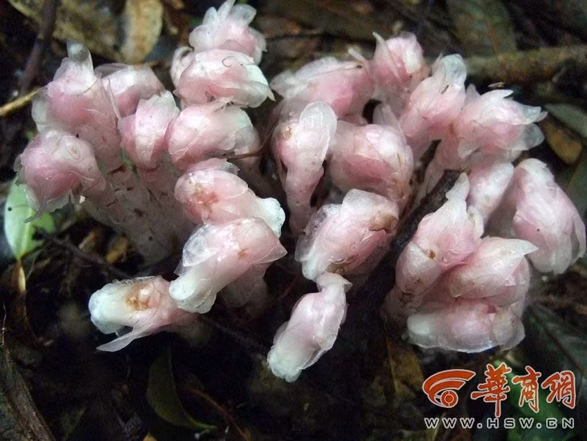 Chúng thường sống trong khu vực ẩm ướt tối tăm, hút chất dinh dưỡng từ các loài thực vật khác.