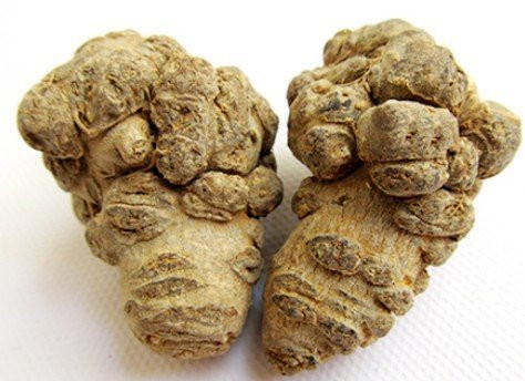 Như đã nói ở trên, tam thất có rất nhiều tác dụng chữa bệnh. Cụ thể, tam thất giúp tăng lực, tăng sức đề kháng, điều hòa miễn dịch; bảo vệ tim, ngăn ngừa xơ vữa động mạch, cầm máu, tiêu máu, tiêu sưng…