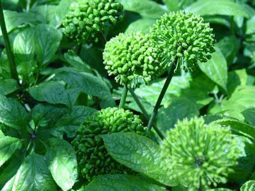 Phải mất 3 năm, cây tam thất mới ra hoa. Để thu hoạch củ phải mất tới 7 năm. Tam thất có 2 loại là tam thất Bắc và tam thất nam. Trong đó, tam thất Bắc là loại hiếm và được nhiều người săn đón nhất.