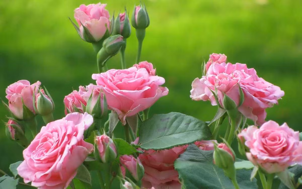  Hoa hồng. Cánh hoa hồng chứa vitamin C và có tới 95% là nước, thường được dùng làm nguyên liệu trong các món tráng miệng hay đồ uống.Ngoài ra, ở Trung Quốc, hoa hồng còn được dùng trong các bài thuốc cổ truyền để hỗ trợ hệ tiêu hóa.