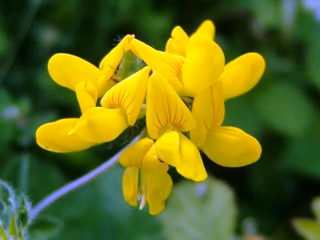  Hoa điên điển. Hoa điển điển rất phổ biến ở vùng tây nam bộ, thường được dùng để nấu canh với cà chua, xào với tỏi hoặc thịt bò. Hoa điên điển còn được dùng làm dưa muối, ăn với lẩu mắm hoặc lẩu cá linh hoặc chế biến món bánh xèo bông điên điển.