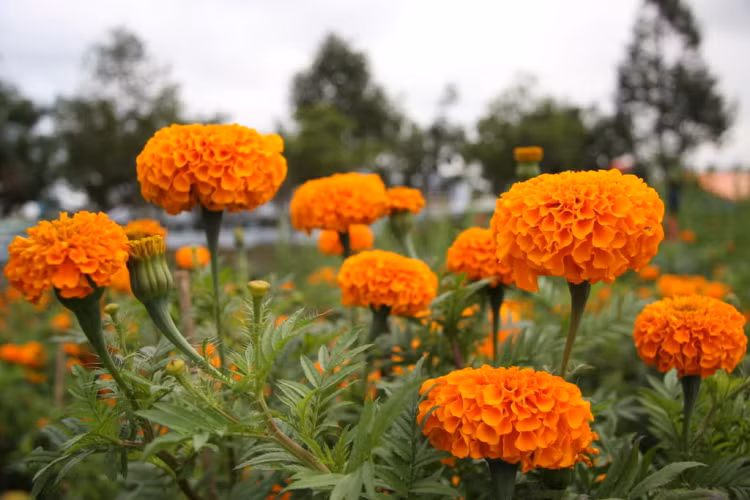  Cúc vạn thọ. Cúc vạn thọ có vị cay và hương thơm nồng,là một lựa chọn thú vị của người nấu ăn. Bên cạnh đó, cúc vạn thọ còn được sử dụng để trang trí, làm đẹp thêm khu vườn, ngôi nhà của bạn và làm thuốc chữa bệnh cực hiệu quả.