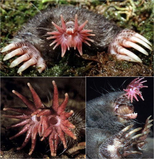  Chuột chũi mũi sao. Mũi của chúng có hình dáng khá kỳ dị với 22 chiếc râu màu hồng tủa ra bốn phía. Đây là bộ phận vô cùng hữu dụng bởi nó vừa giúp loài vật này đi lại trong hang tối, vừa giúp nó linh hoạt tìm kiếm mồi.