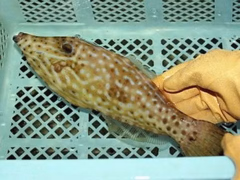  Cá Soshihagi. Cá Soshihagi là loài cá thuộc họ Kawahagi có chứa chất độc cực mạnh với nọc độc gấp 50 lần cá nóc. Chất độc palitoxin của loài cá này nằm trong ruột và gan của nó, khiến nạn nhân có các triệu chứng như đau cơ, suy hô hấp, co giật và tê liệt thần kinh dẫn tới tử vong. 