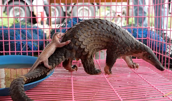 Tê tê không có răng, vì thế mà chúng nuốt chửng con côn trùng kèm theo cả cát và sỏi để tạo điều kiện cho việc nghiền thức ăn và tiêu hóa.