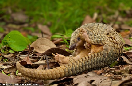Tê tê là động vật ăn côn trùng. Chúng có cái lưỡi dài, dính, hình que. Tê tê có thể ăn tới 70 triệu con côn trùng chỉ trong một đêm. Mỗi đêm, chúng ăn tới 90 bữa, mỗi bữa kéo dài 1 phút. Chỉ có 19 loại mối và kiến là tê tê thích ăn.
