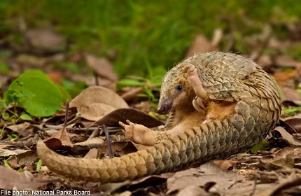 Tê tê là động vật ăn côn trùng. Chúng có cái lưỡi dài, dính, hình que. Tê tê có thể ăn tới 70 triệu con côn trùng chỉ trong một đêm. Mỗi đêm, chúng ăn tới 90 bữa, mỗi bữa kéo dài 1 phút. Chỉ có 19 loại mối và kiến là tê tê thích ăn.