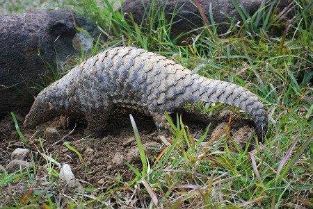 Tê tê sử dụng mùi hương, nước tiểu và phân để đánh dấu lãnh thổ.