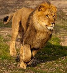 Theo một ghi chép, con sư tử dài nhất tính từ đầu tới đuôi dài khoảng 3,6m. Nguồn: Soft Schools