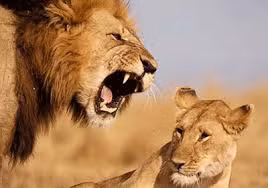  Sư tử sống trong tự nhiên được khoảng 14 năm, còn trong môi trường giam cầm, chúng có thể sống lên tới 20 năm. Nguồn: Soft Schools