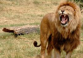 Sư tử là loài mèo cao nhất trong tất cả loài mèo lớn, sư tử đực cao 1,2m tính từ vai, trong khi đó sư tử cái chỉ cao 1m. Nguồn: Soft Schools