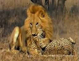 Loài sư tử có tiếng gầm rất lớn và có thể nghe được tiếng gầm của chúng ở khoảng cách 8km. Nguồn: Soft Schools