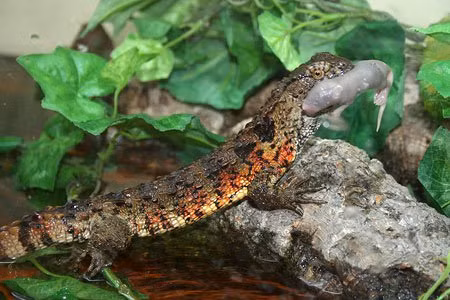 Được biết, hiện nay tại Việt Nam chỉ còn 100-150 cá thể ngoài tự nhiên. Có thời điểm, thằn lằn cá sấu được rao bán để làm cảnh với giá khá “chát”: 2.000 đôla Mỹ.