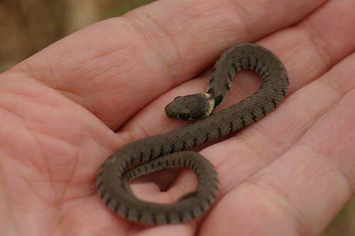 Rắn cỏ tắm nắng để sưởi ấm cơ thể và để bảo đảm việc tiêu hóa thuận lợi sau khi ăn. Kẻ thù của rắn cỏ là các loài chim săn mồi, mèo, cáo và con lửng. Khi bị đe dọa, rắn cỏ sẽ áp dụng một số “chiến thuật” để phòng vệ. Ví dụ, rắn cỏ sẽ nằm bất động và giả vờ chết. Nó cũng có thể tiết ra một chất dịch có mùi hôi từ tuyến hậu môn để làm cho kẻ thù khó chịu. Khi rắn cỏ bị dồn vào bước đường cùng, nó sẽ rít lên và sử dụng cái đầu của nó để tấn công.