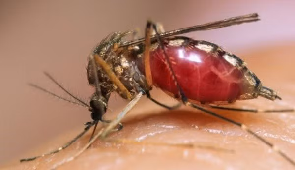 Muỗi. Truyền bệnh sốt rét, sốt xuất huyết hay những triệu chứng như nhiễm trùng da, buồn nôn, cúm, sốt, những cơn lạnh hay hôn mê và thậm chí là tử vong là những gì loài muỗi có thể đem đến cho bạn. Chẳng thế mà chúng này xứng đáng góp mặt trong danh sách những côn trùng nguy hiểm bậc nhất không chỉ ở Việt Nam mà còn trên toàn thế giới. 