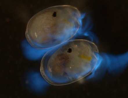  Tôm biển phát quang bơi xung quanh bờ biển mỗi khi thủy triều lên hoặc rút để tìm kiếm thức ăn là cá chết và sâu bọ. Chúng còn có tên gọi khác là đom đóm biển.