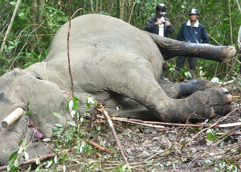 Năm 2012, một con voi đực tên Back-khăm, 38 tuổi, nặng khoảng 4 tấn, được xem là con voi đẹp nhất Đà Lạt đã bị sát hại thương tâm với nhiều nhát chém ở hai chân sau. Tại hiện trường phát hiện xác voi, cây cối xung quanh bị quật ngã, nhiều vũng máu đóng thành từng cục lớn trên mặt đất. Được biết, năm 2010, Back-khăm cũng từng hai lần bị kẻ xấu tấn công gây nhiều thương tích.