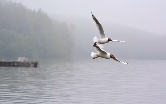 Hải âu là một loài chim biển với nhiều phân loài khác nhau như hải âu cổ rụt, hải âu mặt trắng, hải âu lớn đuôi ngắn, hải âu Laysan,...Theo các nhà chuyên môn thì chim hải âu là loài chim khí tượng, chúng chỉ đi kiếm ăn xa khi thời tiết tốt. Lúc thời tiết xấu, chim hải âu chỉ bay quanh quẩn ven bờ.