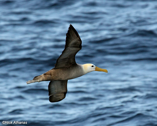  Chim hải âu dành phần lớn thời gian sống của mình trên bầu trời. Đặc biệt, năng lượng được chúng sử dụng khi bay còn ít hơn khi chúng đậu trên đất liền. Hải âu chỉ tìm tới đất liền khi cần giao phối.