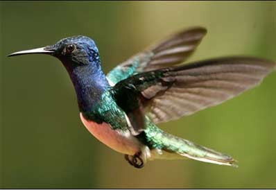 Chim ruồi rất thông minh. Chúng có bộ não lớn hơn các loài chim khác, chiếm 4,2% trọng lượng toàn cơ thể. Chim ruồi có thể nhớ được bông hoa nào chúng đã từng hút mật và biết được một bông hoa cần bao nhiêu thời gian để tái tạo lại mật hoa.