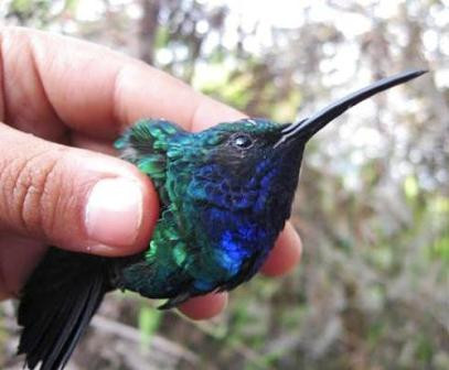 Chim ruồi cái thường đẻ 2 quả trứng có kích thước rất nhỏ. Số trứng này chiếm 10% trọng lượng cơ thể chim mẹ. Chim ruồi con không biết bay và chúng ở trong tổ trong suốt 3 tuần đầu sau sinh. Chim ruồi có thể nhìn và nghe tốt hơn con người, thậm chí có thể phát hiện được tia tử ngoại. Chim ruồi không có khứu giác