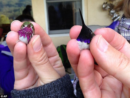 Chim ruồi có nhịp tim rất cao. Nhịp tim trung bình khi bay của chim ruồi là 1,200 lần/phút và 250 lần/phút khi nó ở trạng thái nghỉ.