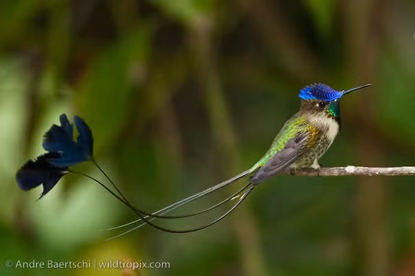Chim ruồi thích những bông hoa màu đỏ có hình ống. Mỏ của nó dài giúp nó chạm được tới đáy hoa và lưỡi hình chữ chi giúp nó liếm láp được mật hoa ở bên trong.