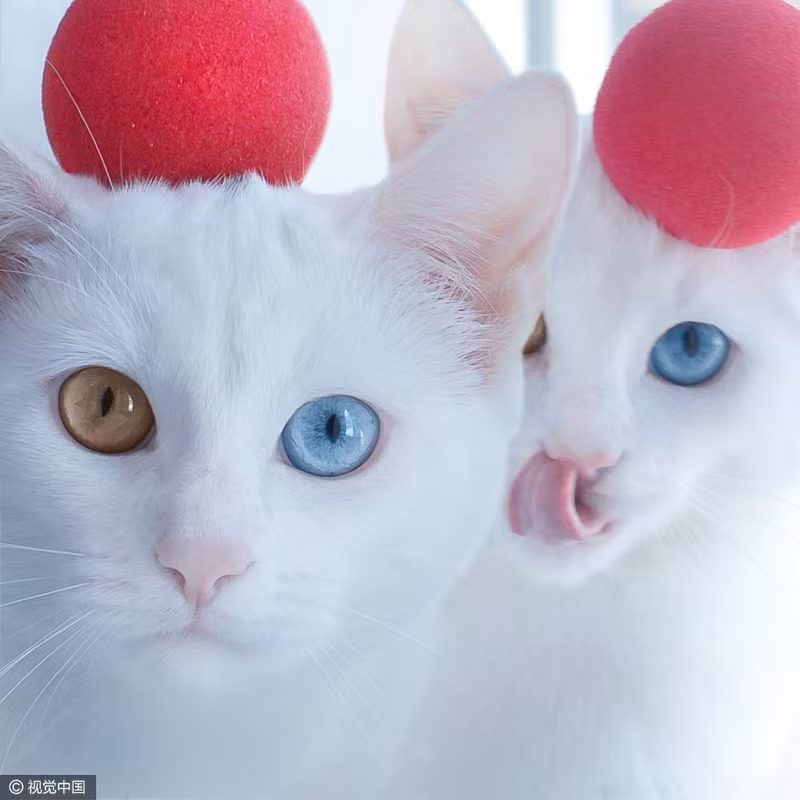 Cặp chị em mèo song sinh Iriss và Abyss đến từ Saint Petersburg, Nga cùng chia sẻ cặp mắt vô cùng kỳ lạ.