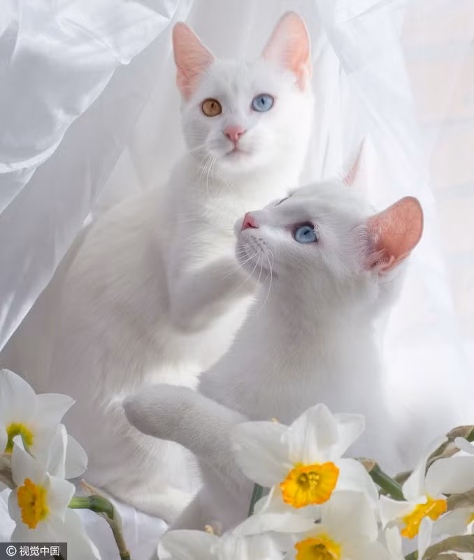 Heterochromia là một chứng thường gặp ở mèo trắng, khiến hai màu mắt khác nhau trên cùng một cá thể. 