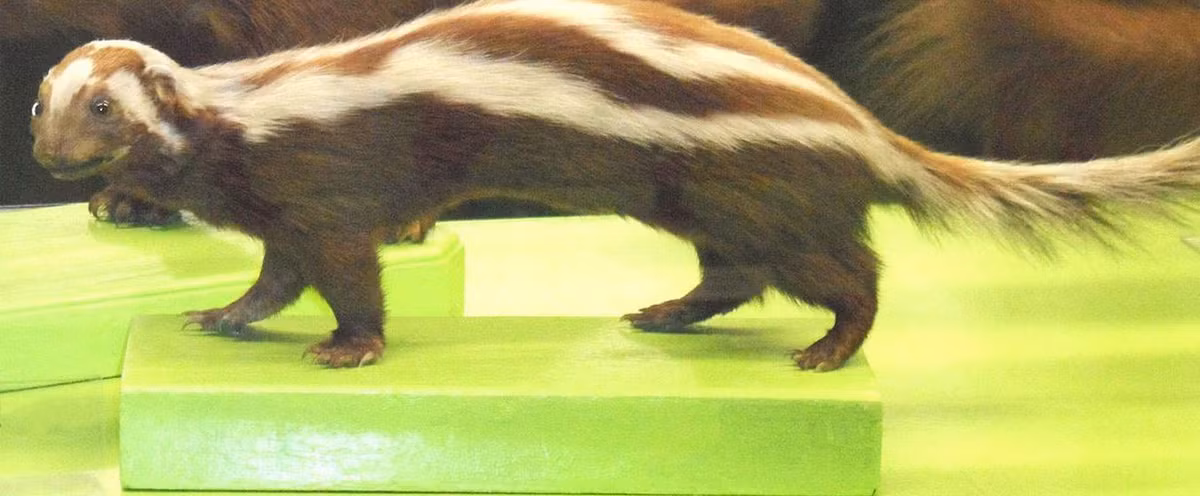 2. Chồn hôi sọc châu Phi. Cũng giống như chồn hôi, chồn hôi sọc châu Phi nổi tiếng với khả năng tiết ra chất lỏng có mùi hôi khó chịu từ các tuyến ở hậu môn. Khi bị đe dọa, ban đầu chồn hôi sọc châu Phi sẽ gầm gừ để cảnh báo kẻ thù. Nếu kẻ thù không chịu rời đi, nó sẽ phun thứ chất lỏng có mùi đó để bảo vệ bản thân. Nguồn: Mysterious World