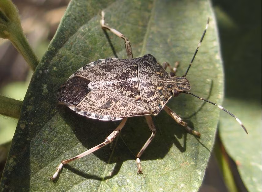 5. Bọ xít. Ở bụng của bọ xít có một tuyến giúp loài côn trùng này sản xuất một thứ mùi khó chịu ngăn chặn sự tấn công của kẻ thù như thằn lằn. Bọ xít là loài có hại cho cây trồng, phá hỏng mùa màng, cây trái. Bọ xít khá phổ biến ở Mỹ, Trung Quốc và Nhật Bản. Nguồn: Mysterious World