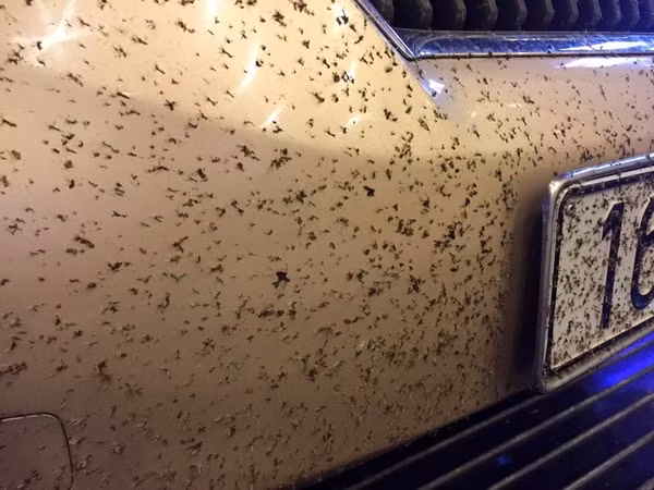 Thiêu thân trưởng thành có tuổi thọ ngắn, chỉ kéo dài trong vòng 24 giờ.