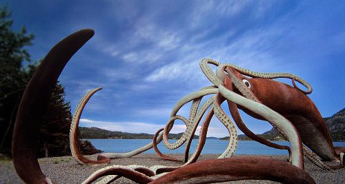 Mực ống đực đạt tuổi trưởng thành sinh dục sớm hơn con cái. Mực ống đực có bộ phận sinh dục dài bằng với chiều dài cơ thể nó (không tính đầu). Mực ống khổng lồ có tuổi thọ ngắn, trong đó, mực ống cái sẽ chết ngay sau khi nó đẻ trứng, thường khi nó được 3 tuổi.