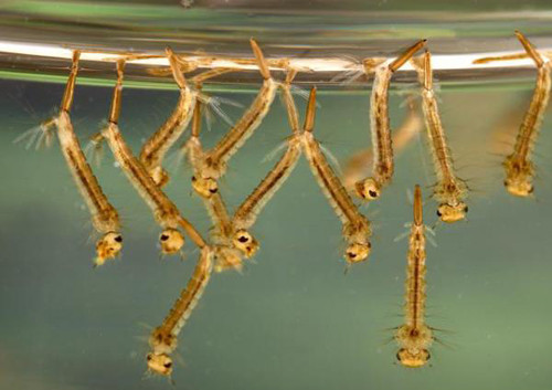 Phần lớn bọ gậy có ống thở nằm ở đốt cuối bụng, qua đó không khí được đưa vào cơ thể. Bọ gậy cũng phải thường xuyên bơi lên mặt nước, lấy oxy trong không khí thông qua ống thở này.