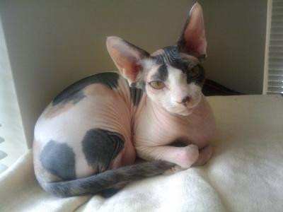  Mèo Sphynx. Đặc điểm ngoại hình nổi bật khiến giống mèo này không thể lẫn với các giống mèo khác chính là chúng không có lông và làn da nhăn nheo. Tuy nhiên, trái với vẻ ngoài xấu xí, mèo Sphynx rất thân thiện và dễ thương. Nó có giá từ 300 – 3.000 USD.