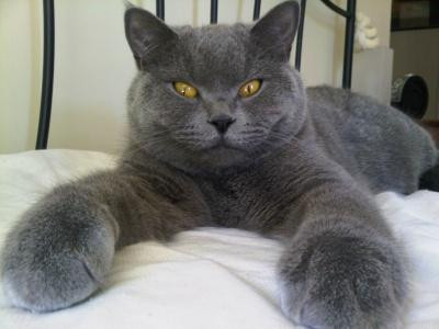  Mèo Anh lông ngắn. Giá một chú mèo Anh lông ngắn dao động từ 500 đến 1.500 USD. Đây là giống mèo phổ biến và lâu đời nhất ở Anh. Giống mèo này có tính cách rất thân thiện và tình cảm, trung thành và tận tụy, đối xử tốt với trẻ em và vật nuôi khác.