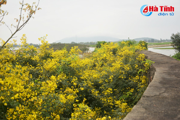 Trong tiết trời ấm áp, những chùm hoa giêng giếng như dải lụa vàng ven sông