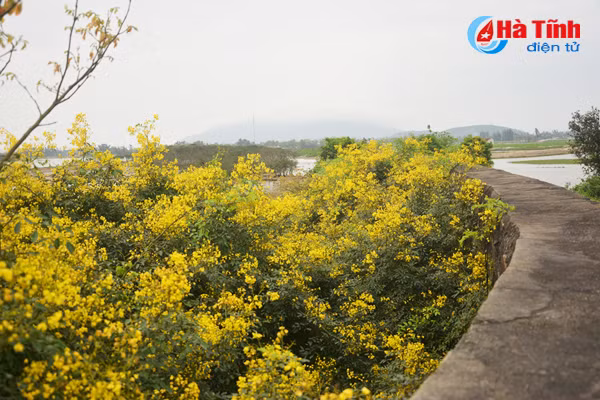 Trong tiết trời ấm áp, những chùm hoa giêng giếng như dải lụa vàng ven sông