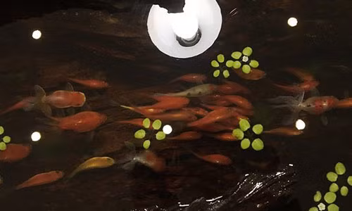 Bức tranh vẽ 108 con cá chép đa màu sắc, kích cỡ