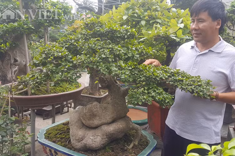 Nói về quá trình chơi cây, ông Sơn cho biết, cách đây hơn 10 về trước ông bỏ ra một số tiền không nhỏ để mua được cây duối này về và phải mất hơn 10 năm chăm sóc, uốn tỉa mới được cây Duối đẹp như bây giờ.