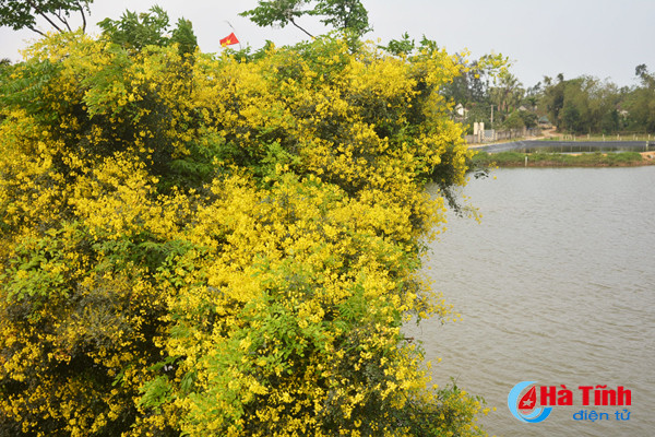 Thân cây mong manh, không hẳn là dây leo cũng không phải thân gỗ, có gai mềm, ngọn vươn dài tím nhạt mềm mại.