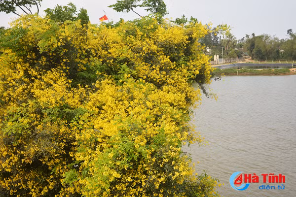 Thân cây mong manh, không hẳn là dây leo cũng không phải thân gỗ, có gai mềm, ngọn vươn dài tím nhạt mềm mại.