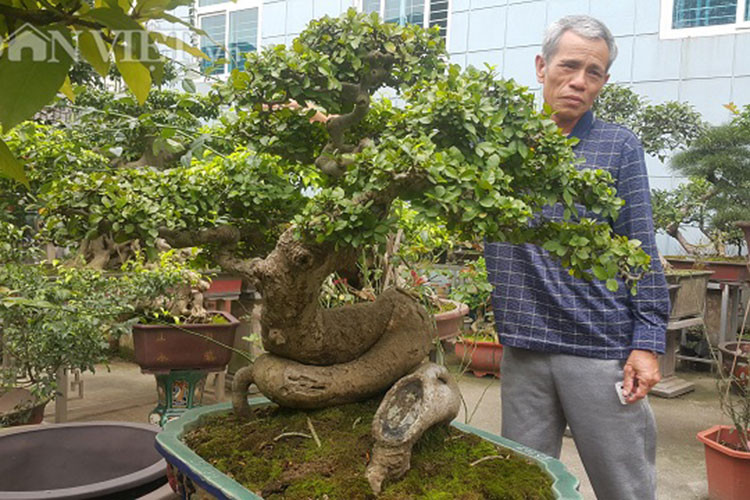 "Hiện đã có người trả cao nhất là gần 250 triệu, nhưng gia đình tôi chưa muốn bán", ông Sơn tiết lộ.