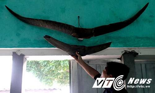 Cặp sừng quá khổng lồ so với sừng trâu thường