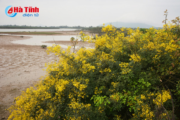 Hương hoa thu hút sự chú ý của các loài ong, bướm.