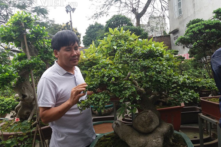 Hiện cây duối của ông Sơn đang được rất nhiều người trong và ngoài tỉnh đến xem và hỏi mua.