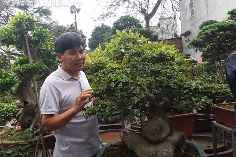 Hiện cây duối của ông Sơn đang được rất nhiều người trong và ngoài tỉnh đến xem và hỏi mua.