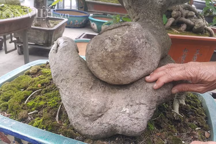 Thân cây có đường kính thân 15cm, uốn lượn giống như một con rắn.