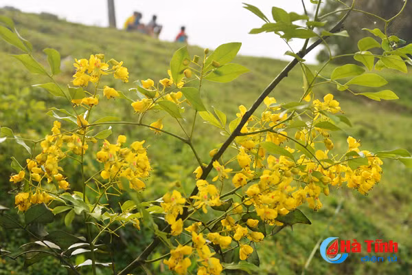 Hoa giêng giếng có 9 cánh, nở thành chùm xum xuê, vàng mơ mịn màng như hoa cải, thoảng hương dịu dàng.